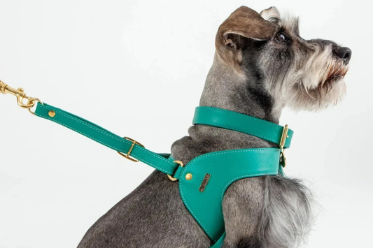 Perro usando un collar y un arnés Feroz