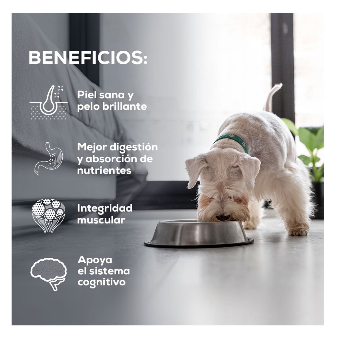 Grand Vita Adulto Raza Pequeña - Alimento para Perros