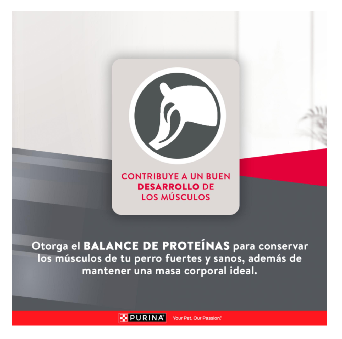 Excellent Adult Mantenimiento - Alimento para Perros