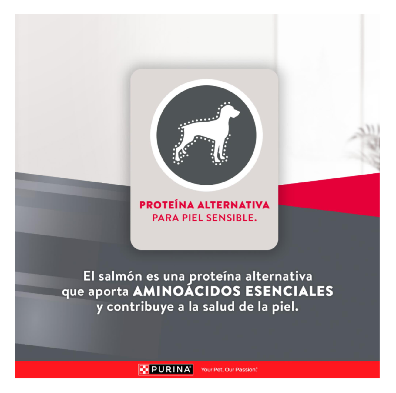 Excellent Adulto Skin Care - Alimento para Perros