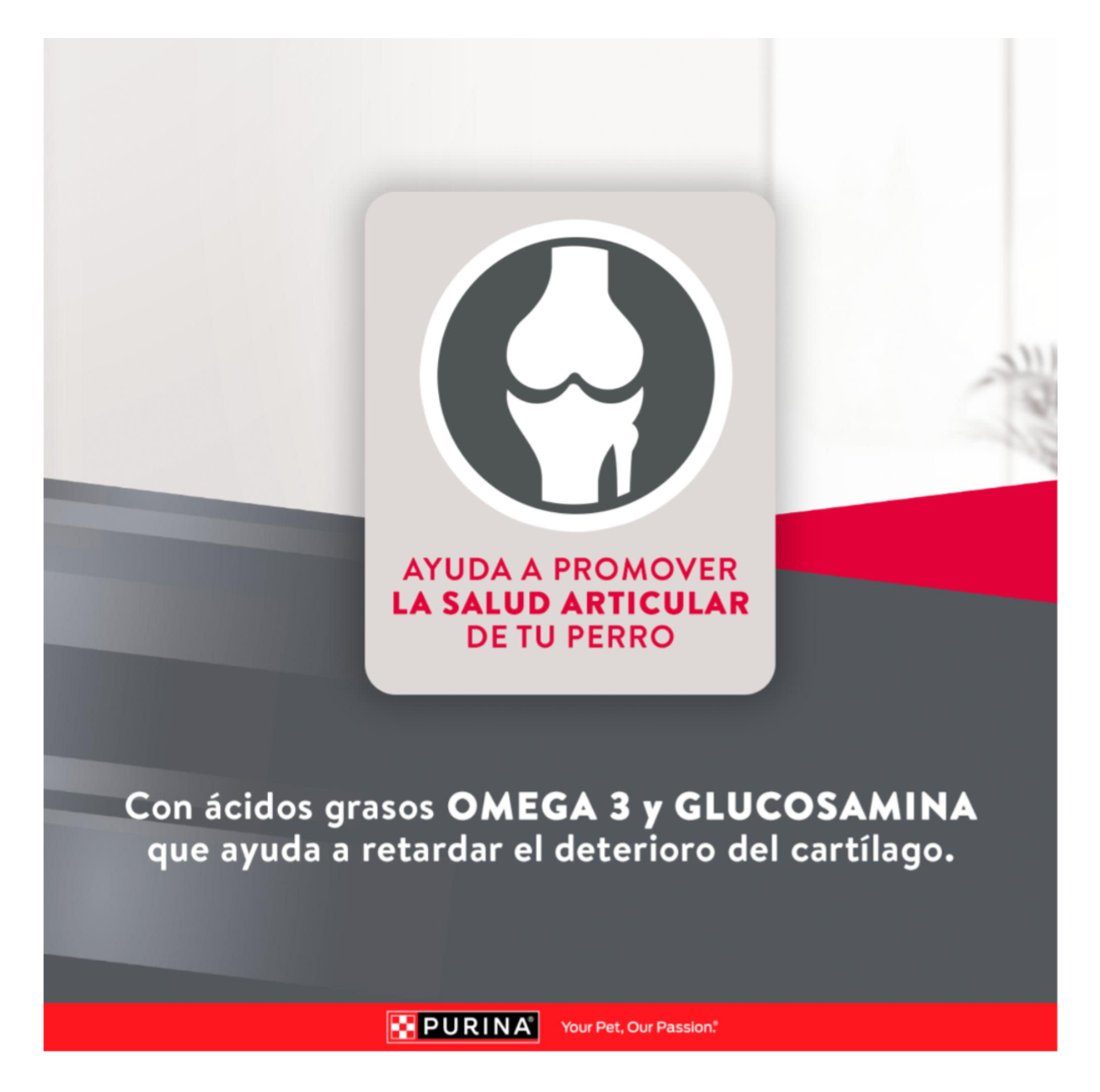 Excellent Adultos Razas Medianas y Grandes