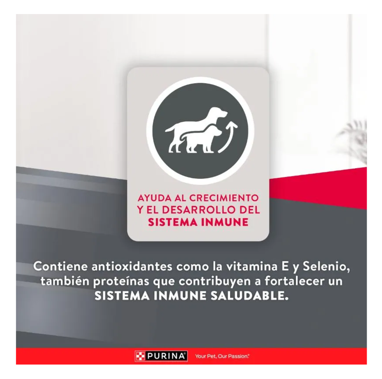 Excellent Cachorros Razas Medianas y Grandes - Alimento para Perros