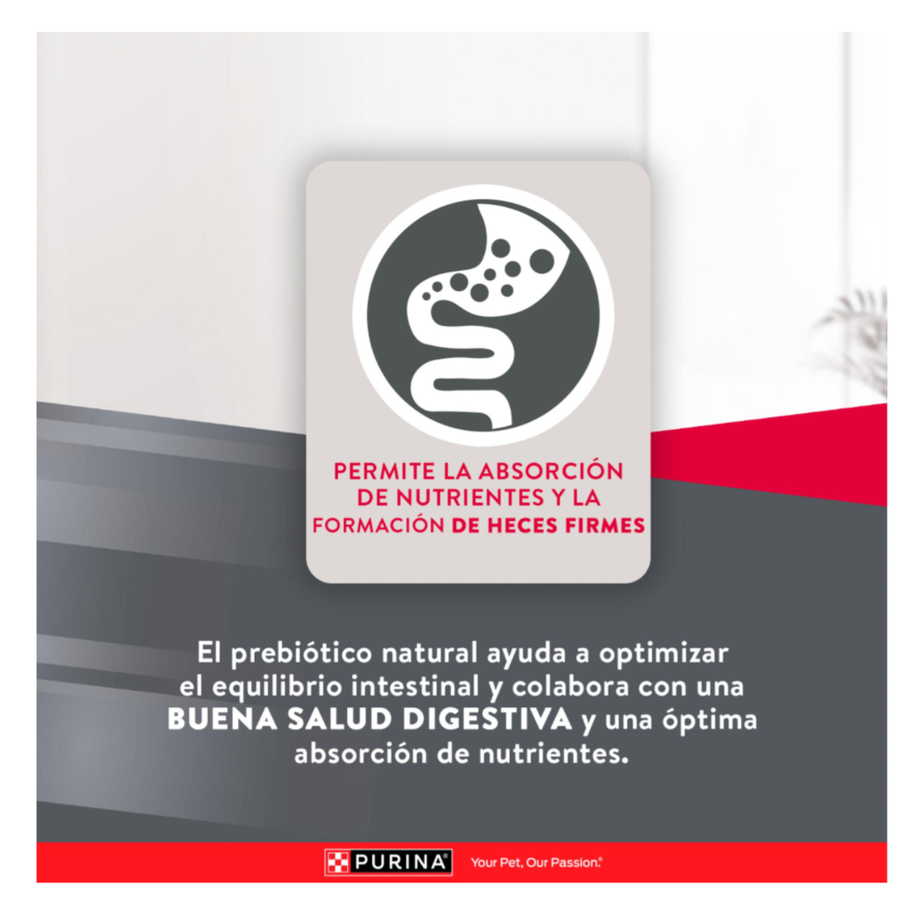 Excellent Cachorros Razas Pequeñas - Alimento para Perros