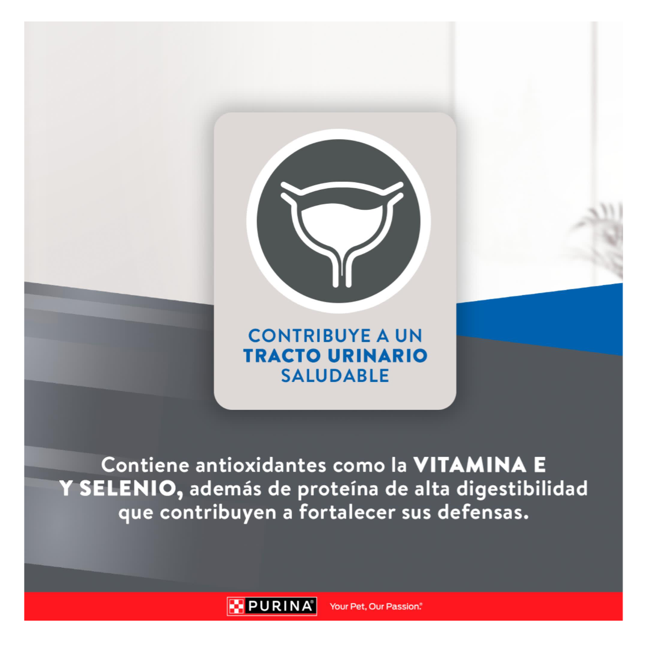 Purina Excellent Gato Adulto - Alimento para Gatos