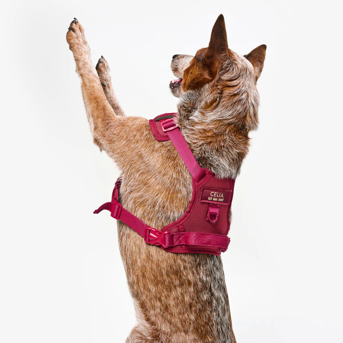 Feroz Arnés Deportivo Basic Vinotinto - Arnés para Perros