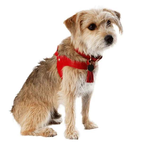 Feroz Arnés de Cuero Rojo - Arnés para Perros