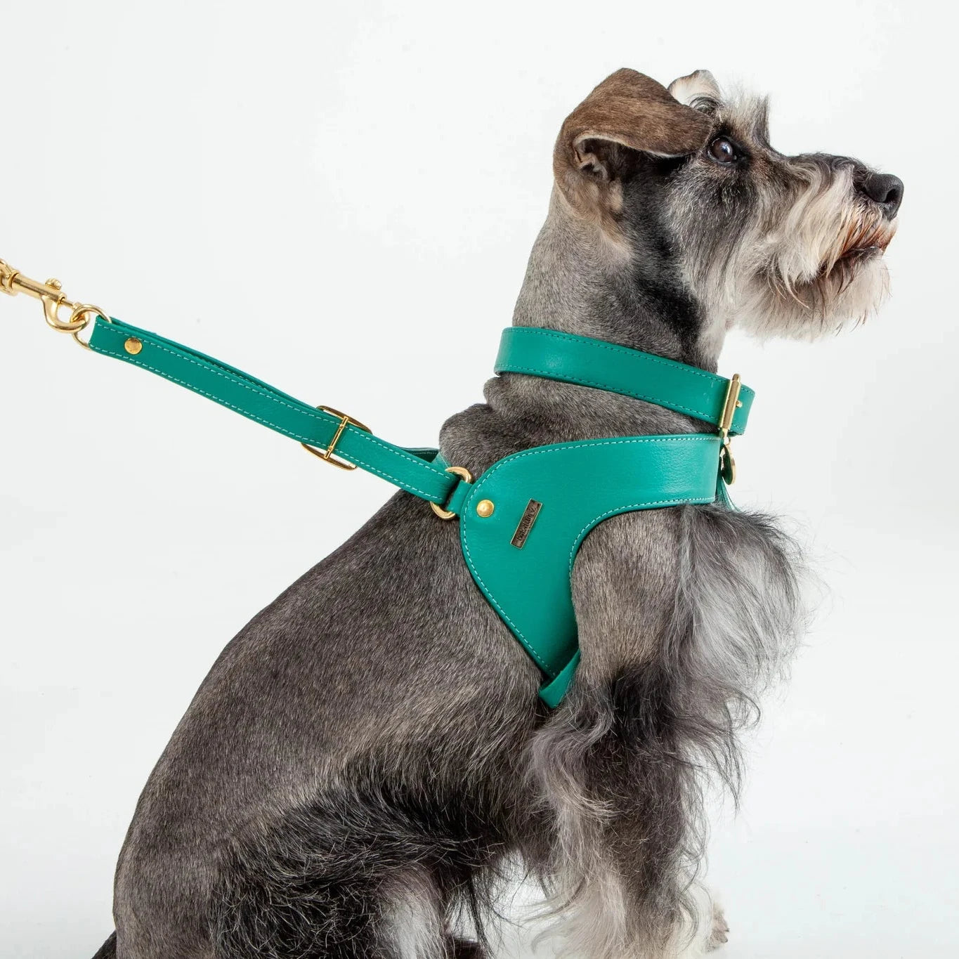 Feroz Arnés de Cuero Turquesa - Arnés para Perros