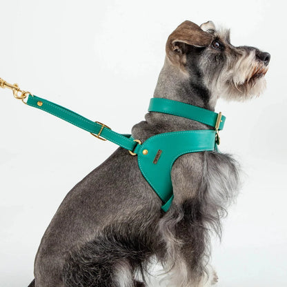 Feroz Arnés de Cuero Turquesa - Arnés para Perros