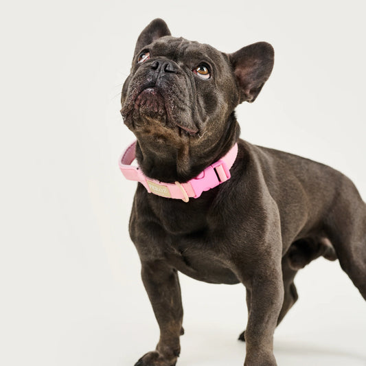 Feroz Collar Reata Basic Rosa - Collares para Perros