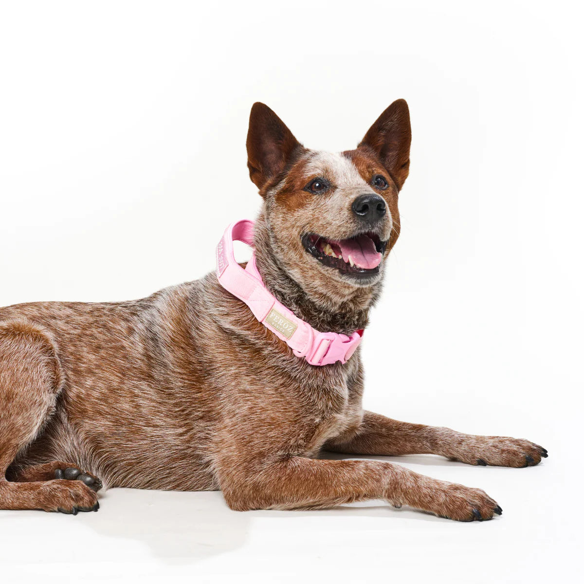 Feroz Collar Reata Basic Rosa - Collares para Perros