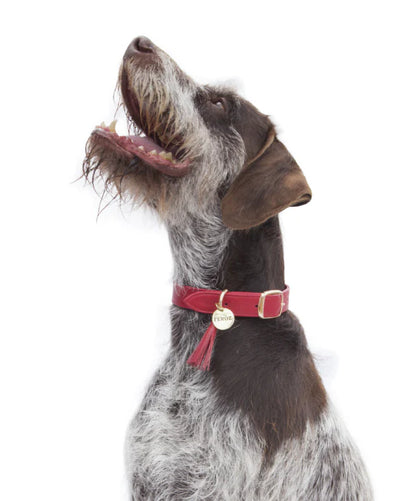 Feroz Collar de Cuero Rojo - Collares para Perros