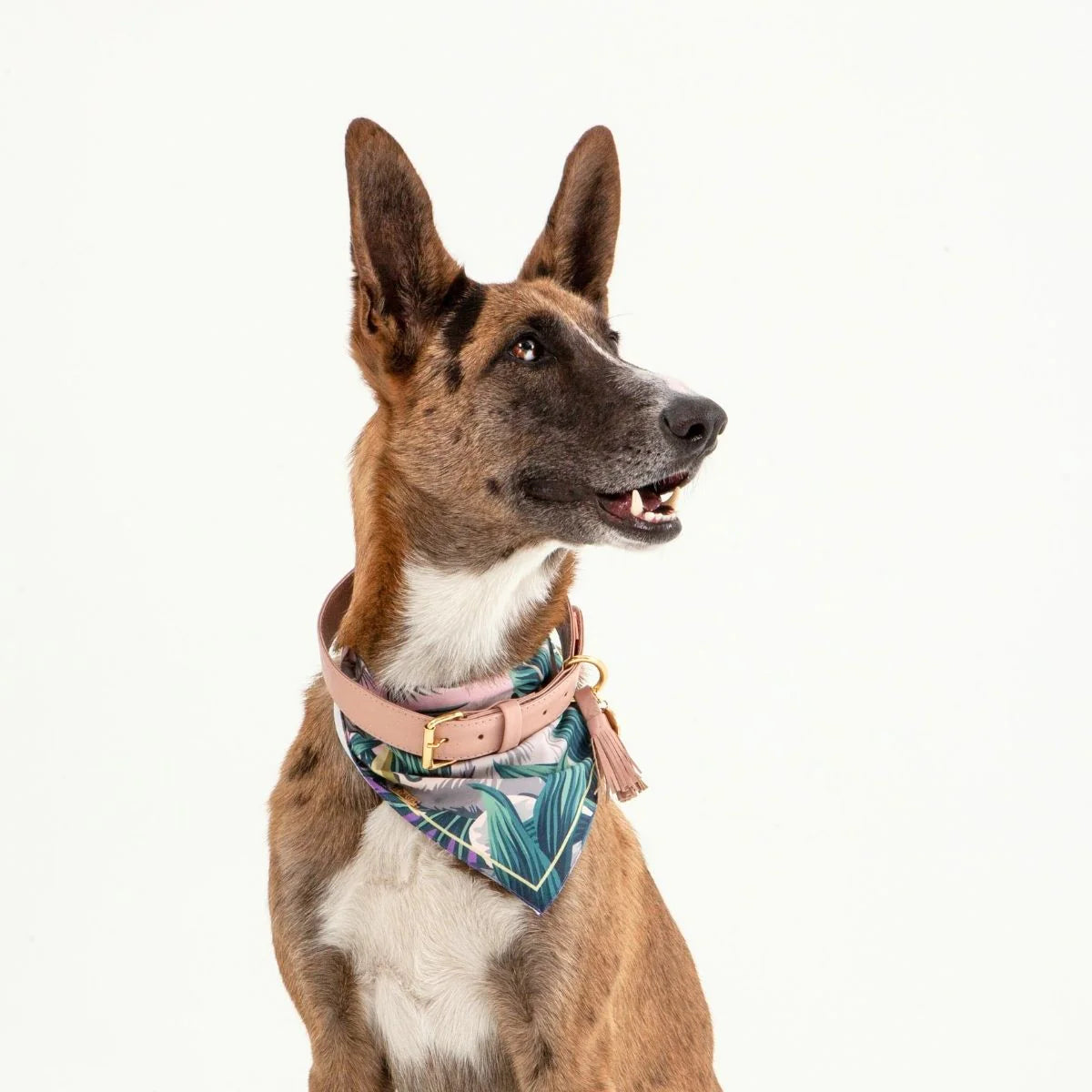 Feroz Collar de Cuero Rosa - Collares para Perros