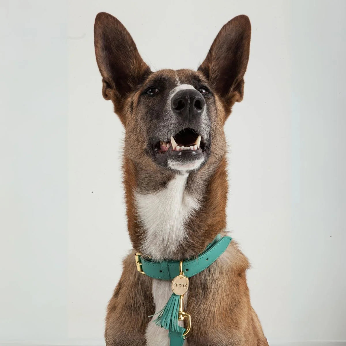 Feroz Collar de Cuero Turquesa - Collares para Perros