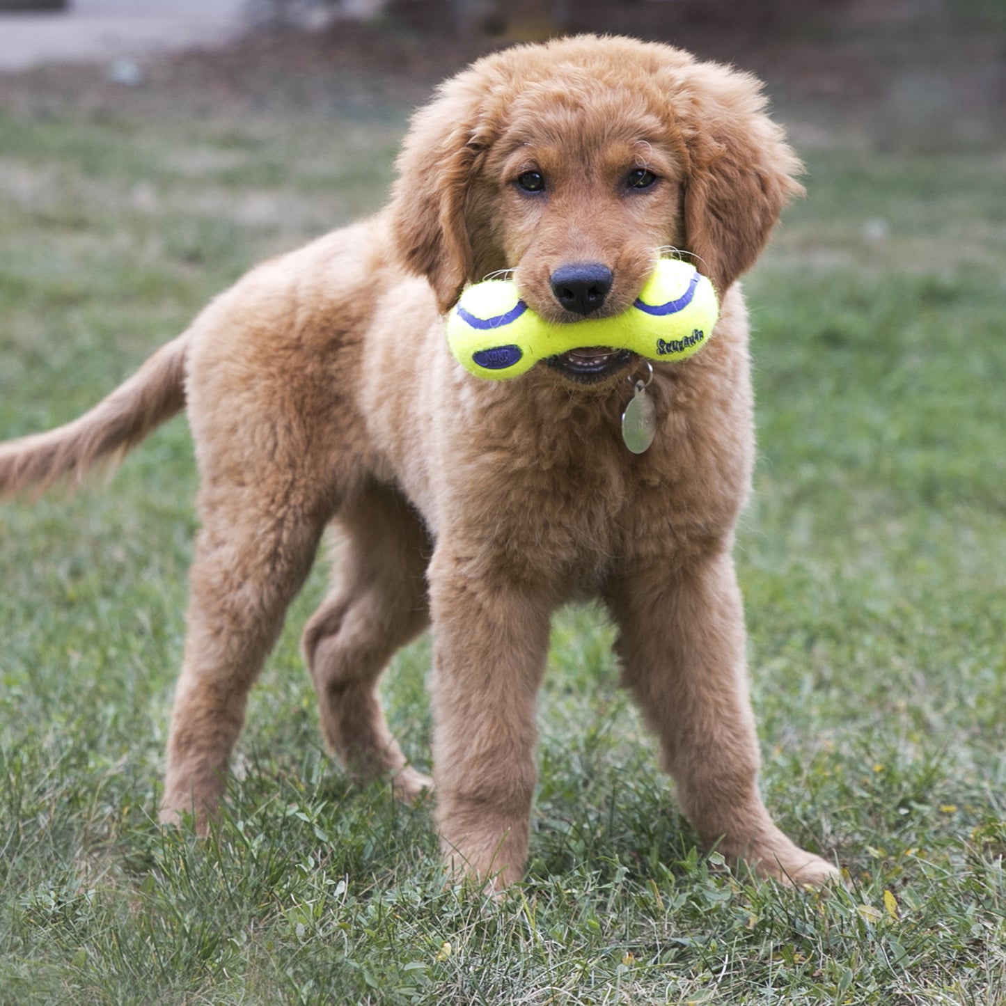 Kong Airdog Squeaker Dumbbell - Juguetes para Perros