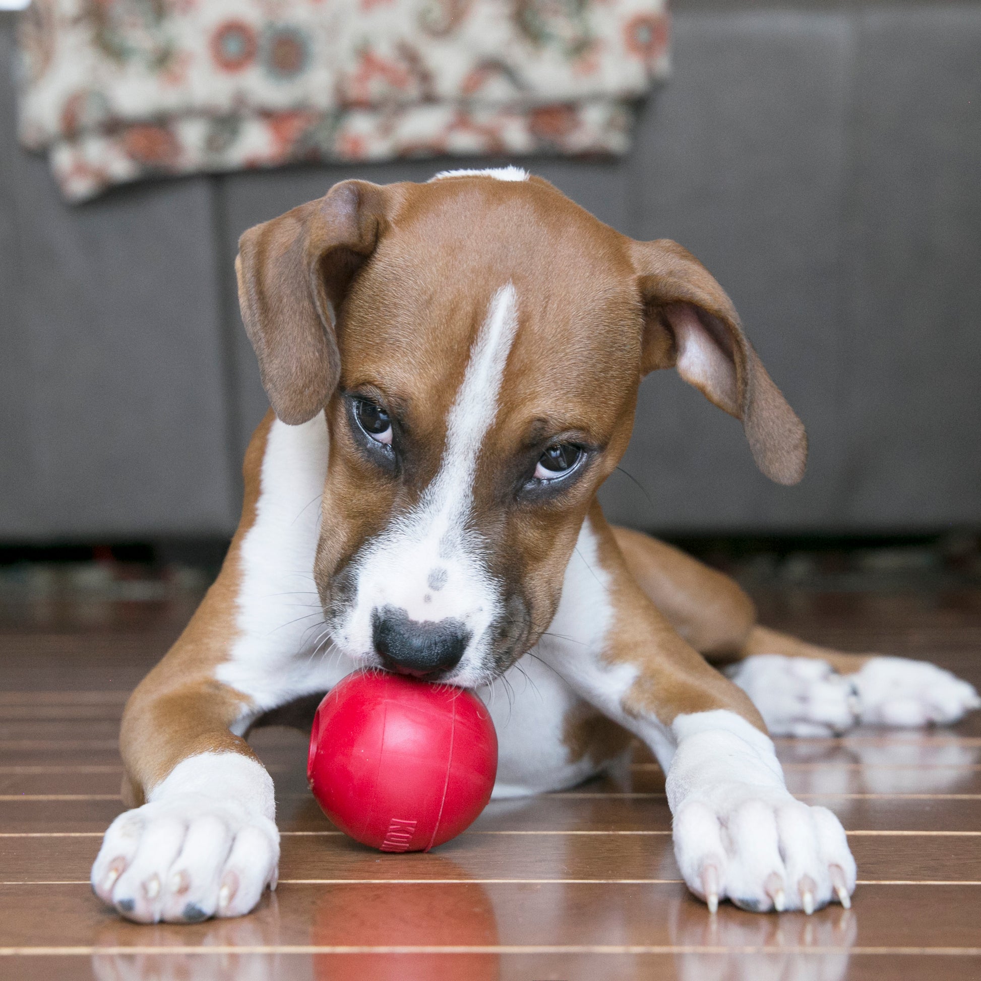 Kong Ball - Juguetes para Perros