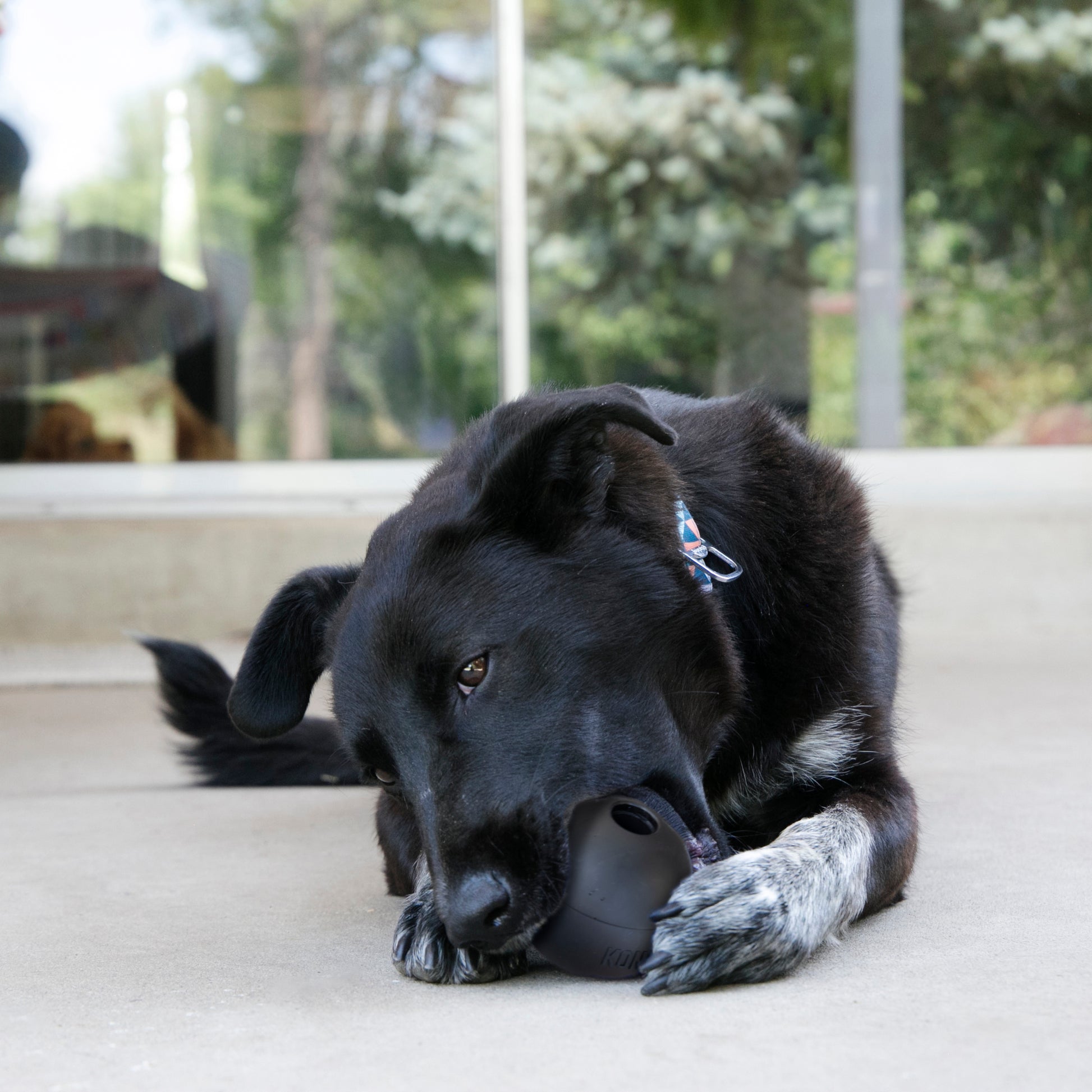 Kong Extreme Ball - Juguetes para Perros