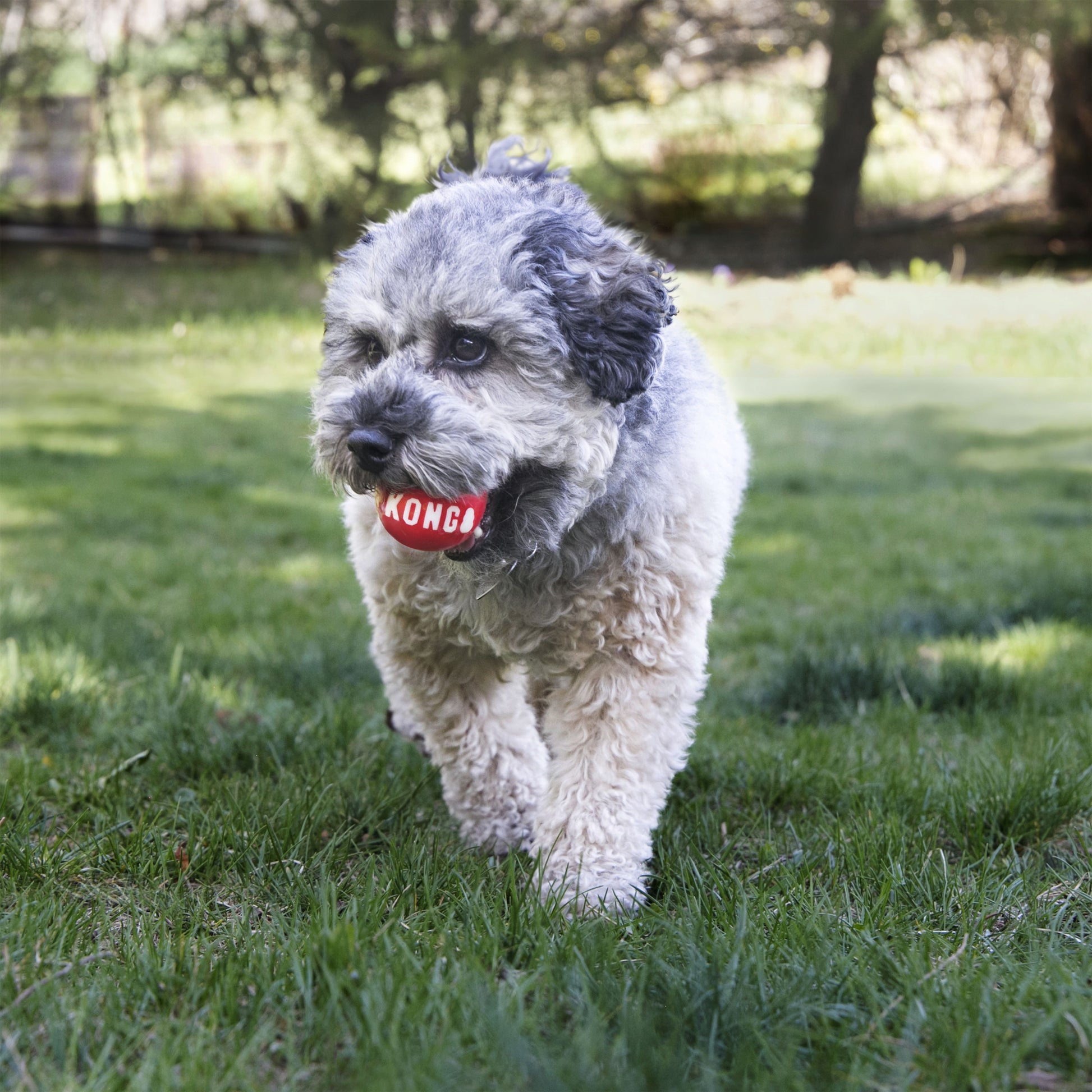 Kong Signature Ball - Juguetes para Perros