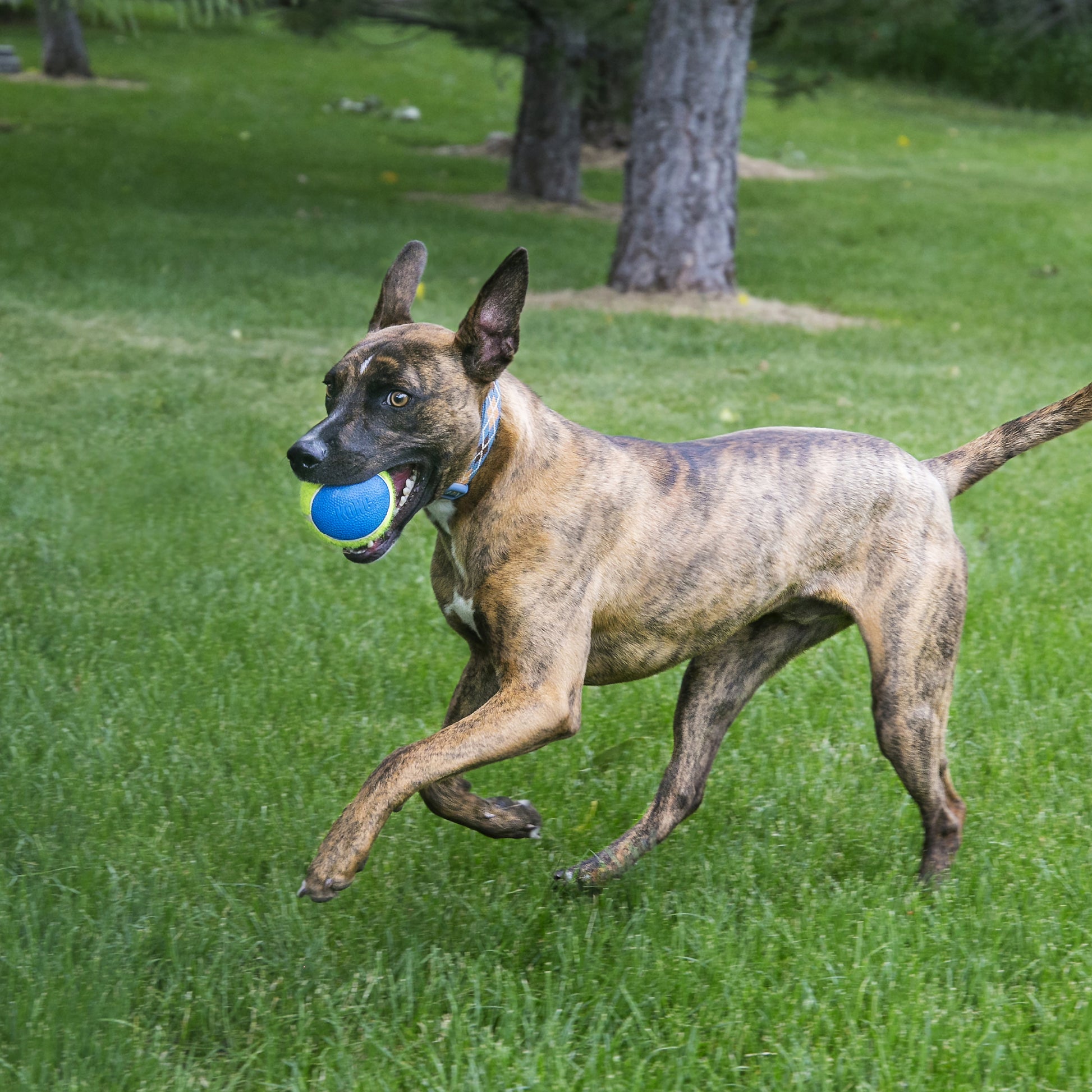 Kong SqueakAir Ultra Balls - Juguetes para Perros