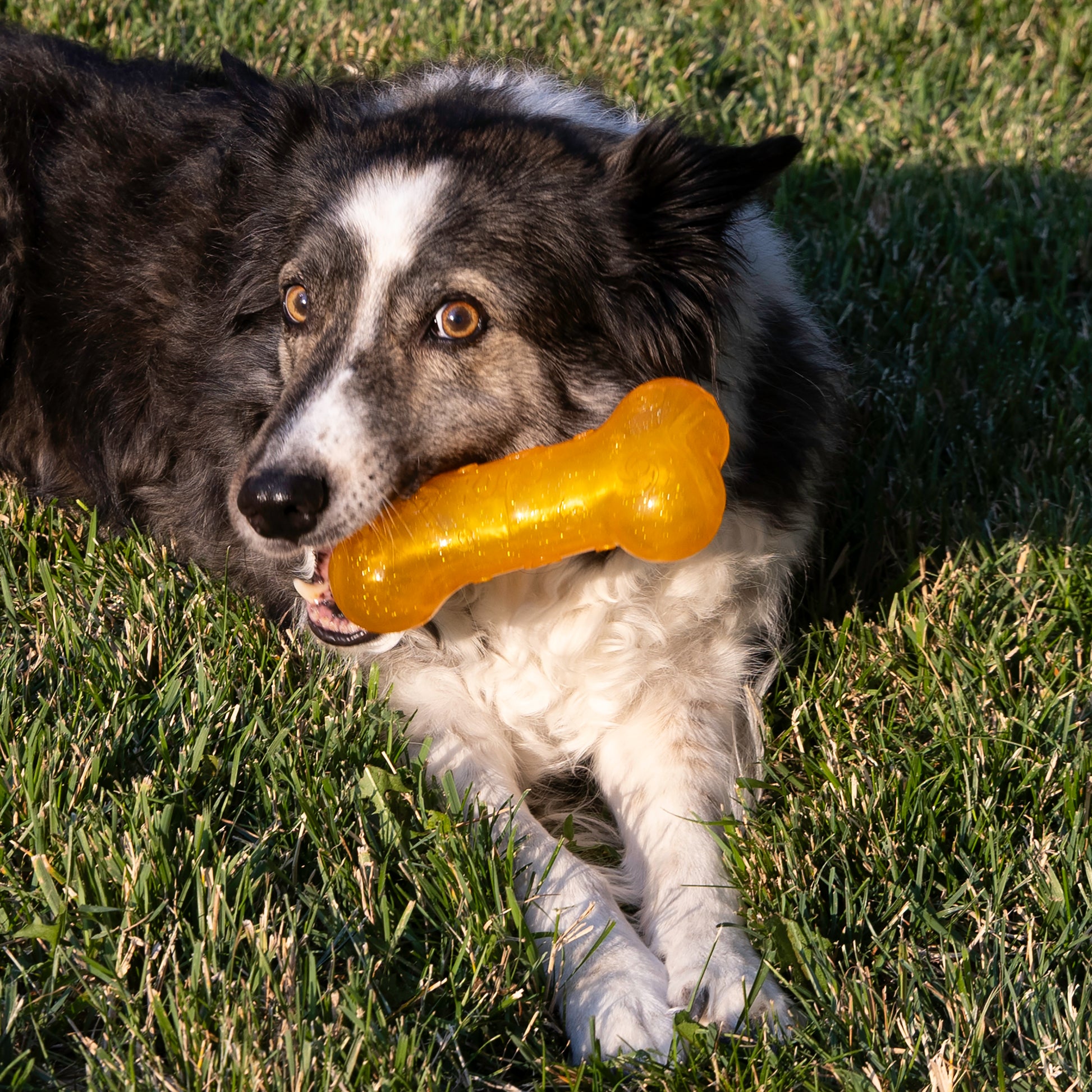 Kong Squeezz Crackle Bone Medium - Juguetes para Perros