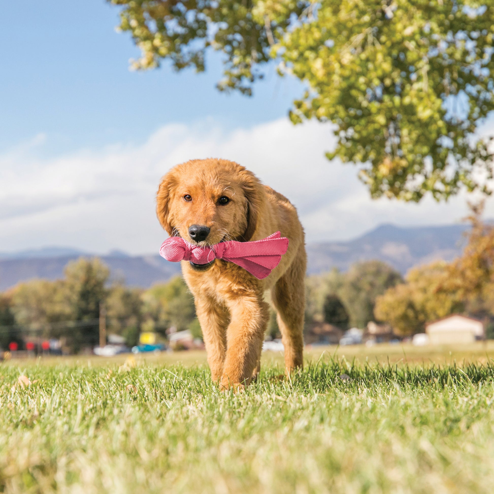 Kong Wubba Puppy - Juguetes para Perros