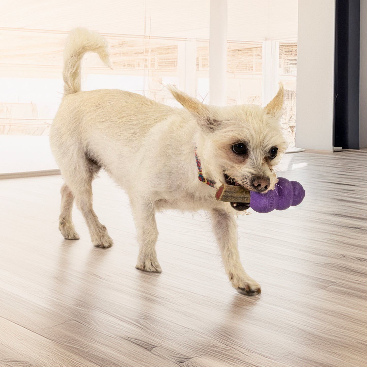 Kong Senior Medium - Juguetes para Perros