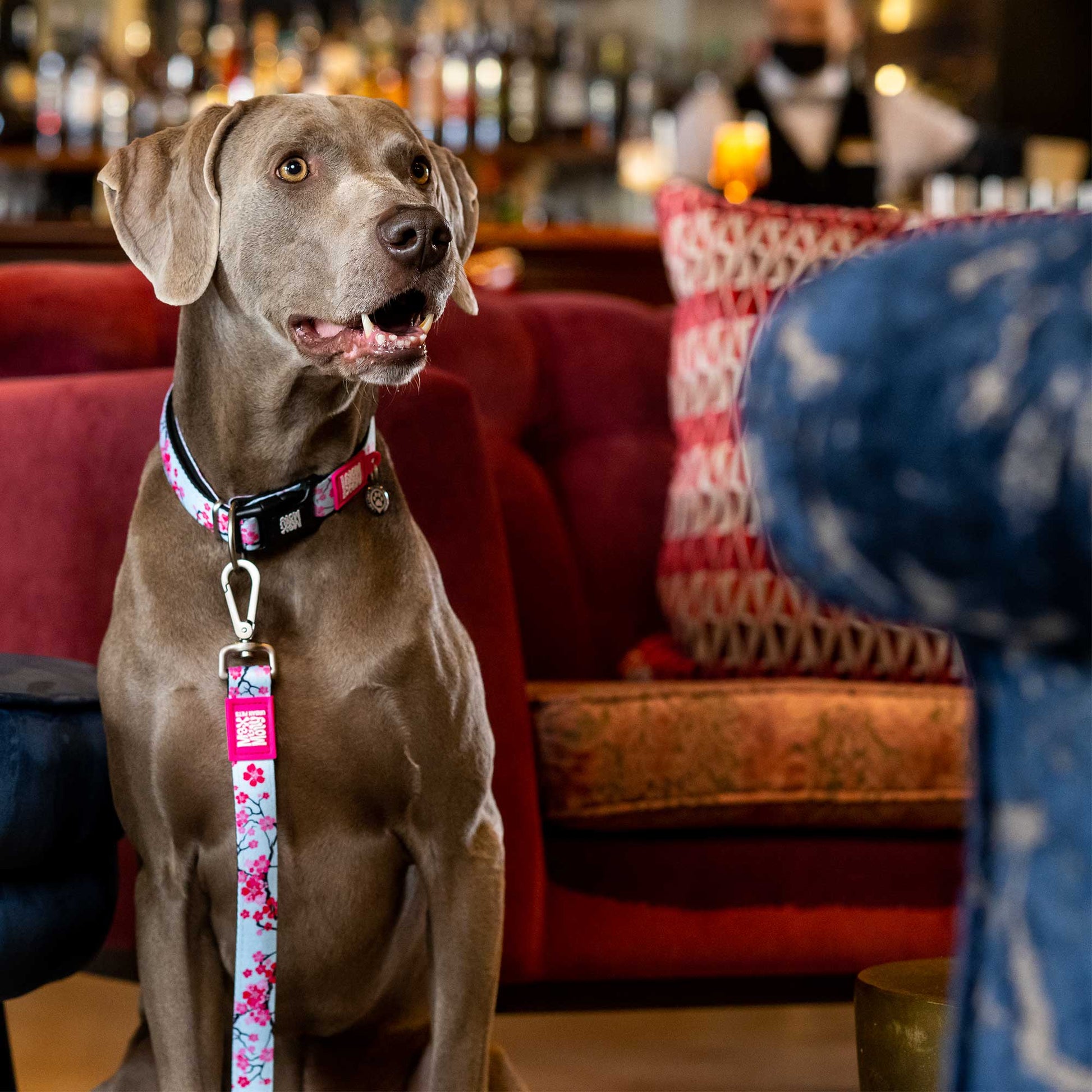 Max and Molly Gotcha! Smart ID Collar Cherry Bloom - Collares para Perros