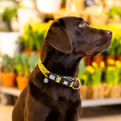 Max and Molly Smart ID Collar Monkey Maniac - Collares para Perros