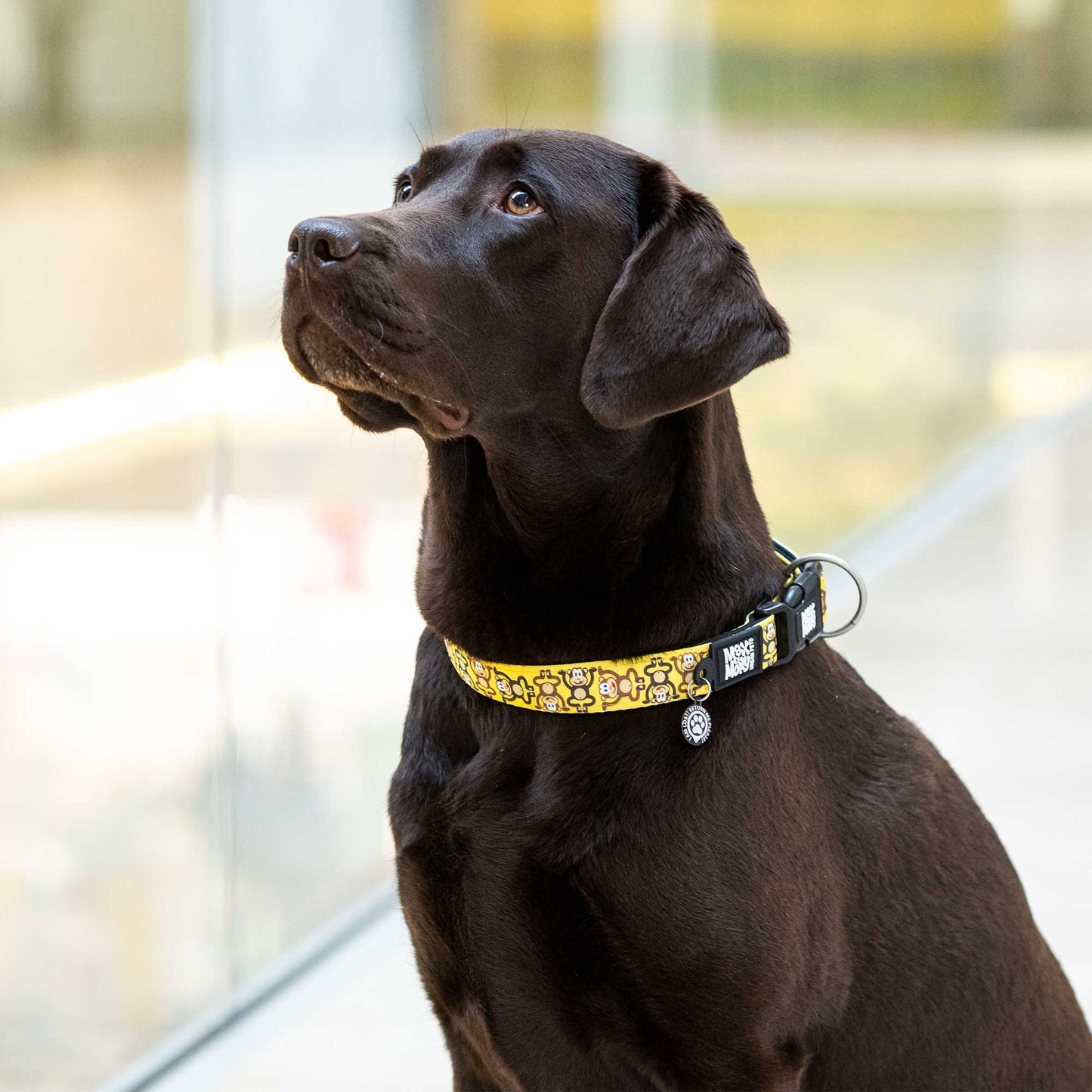Max and Molly Smart ID Collar Monkey Maniac - Collares para Perros