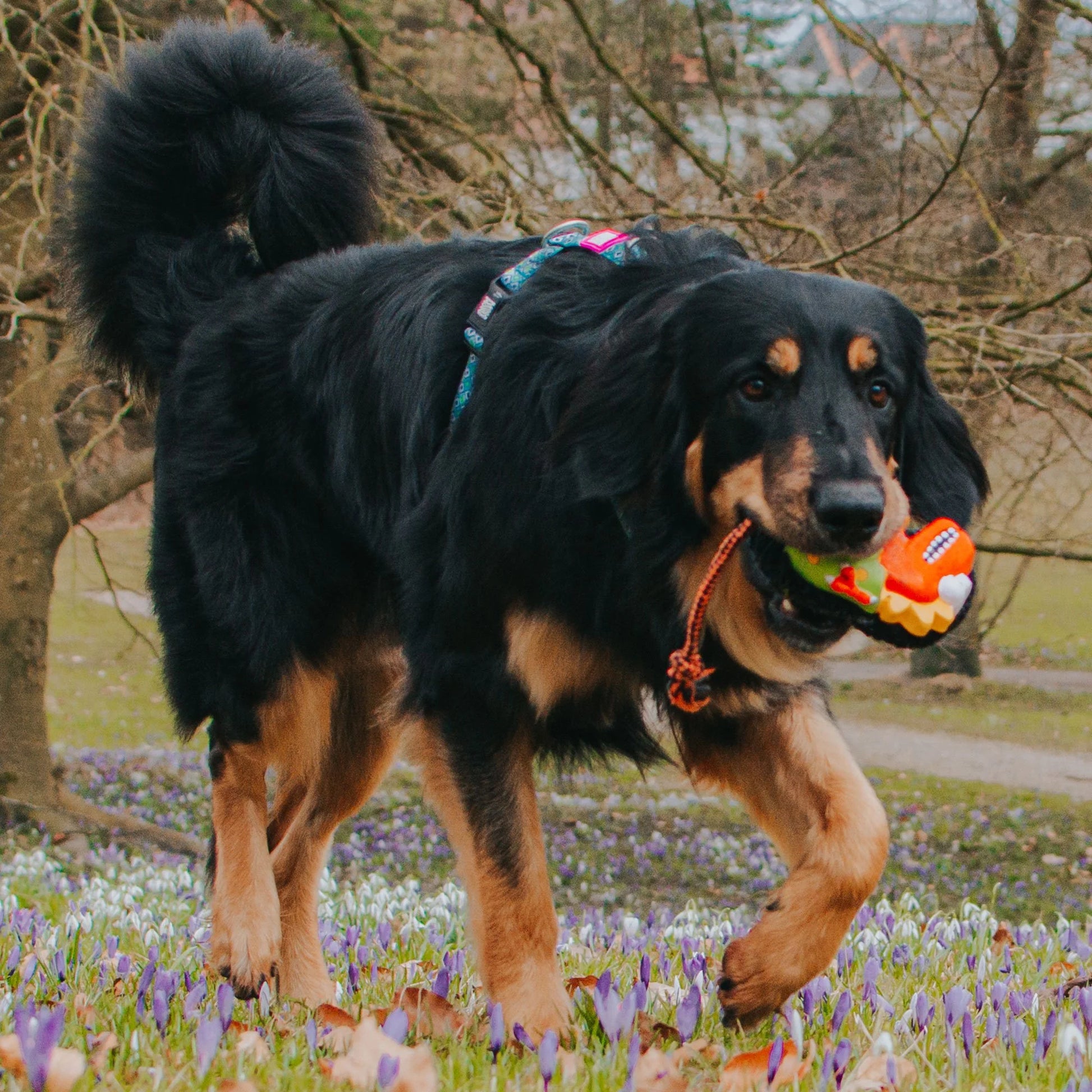 Max and Molly Snuggles Toy Otto The Dino - Juguetes para Perros