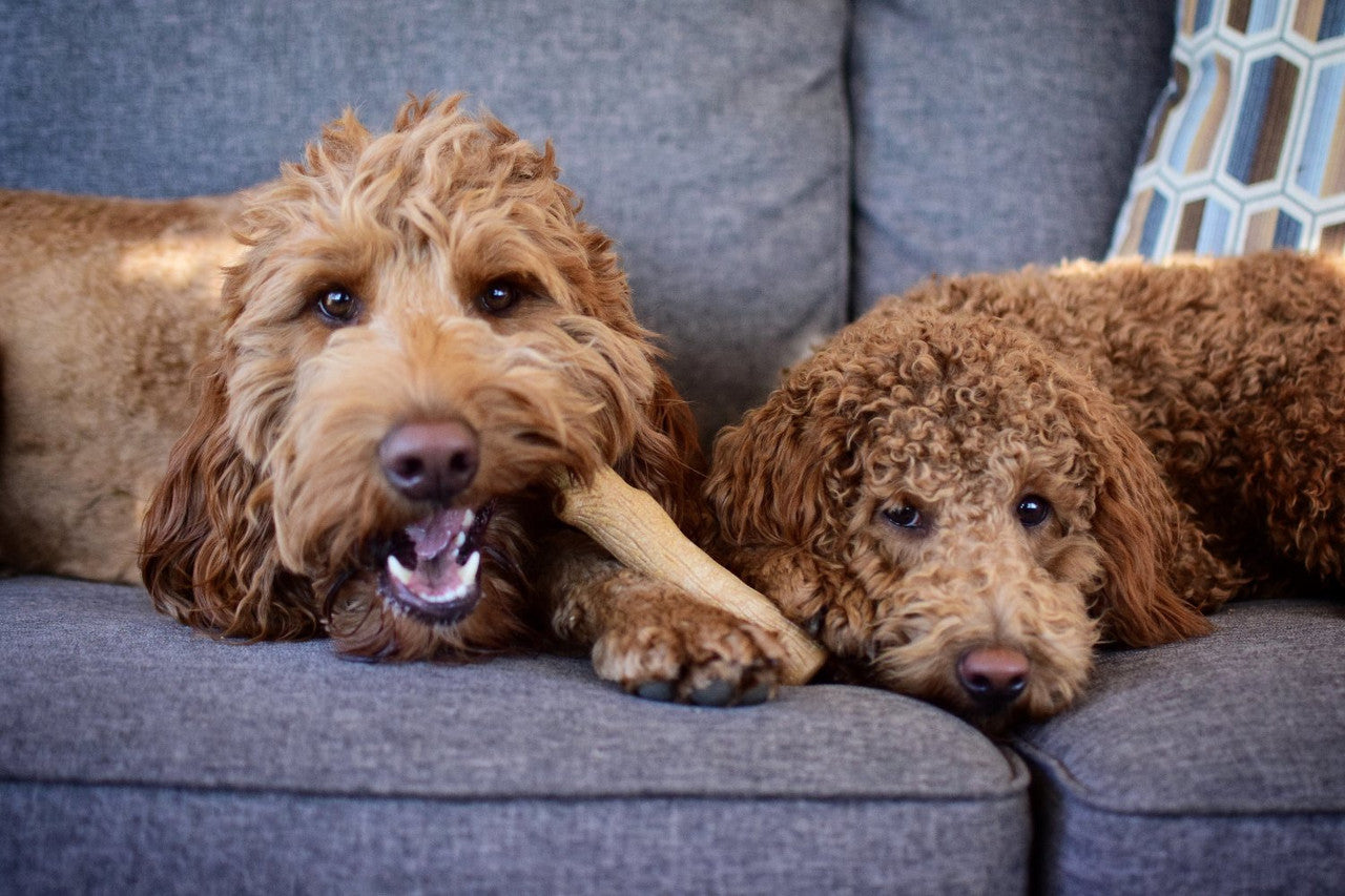 Petstages Dogwood Stick - Juguetes para Perros