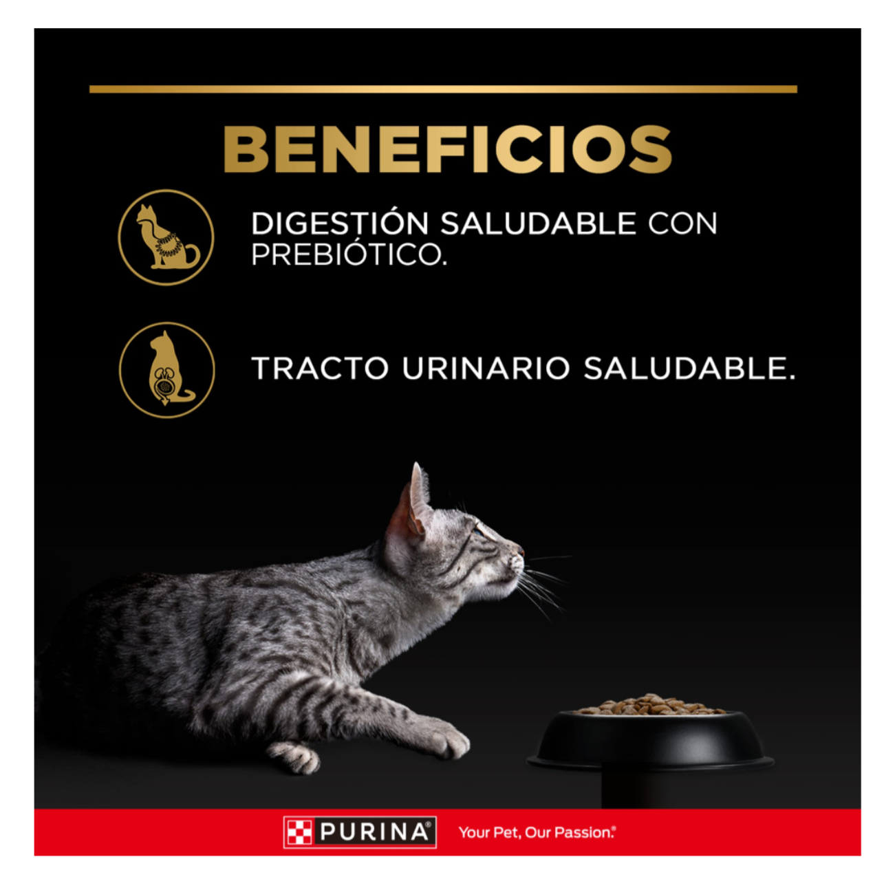 Pro Plan Pouch Gato Adulto Salmón - Alimento Húmedo para Gatos