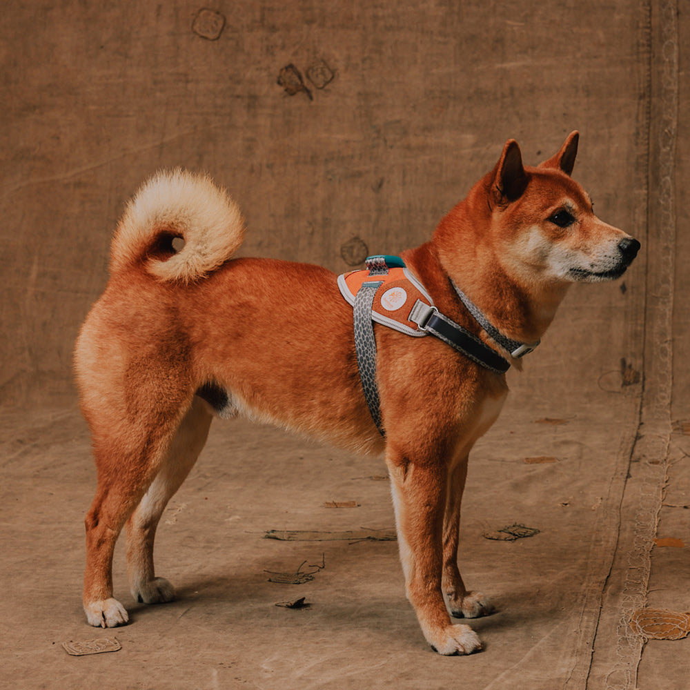 Reebok x Zee.Dog FlyHarness Suede - Arnés para Perros