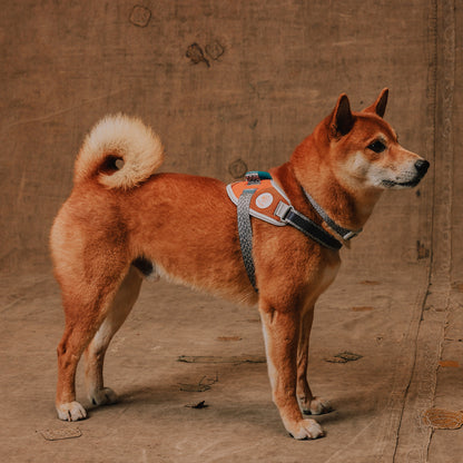 Reebok x Zee.Dog FlyHarness Suede - Arnés para Perros