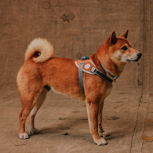 Reebok x Zee.Dog FlyHarness Suede - Arnés para Perros