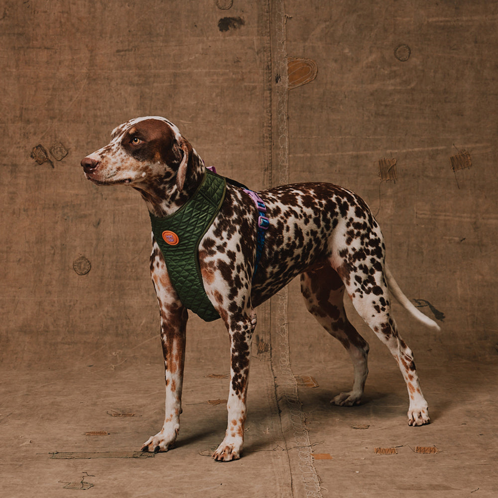 Reebok x Zee.Dog Adjustable Air Mesh Harness Trekk - Arnés para Perros