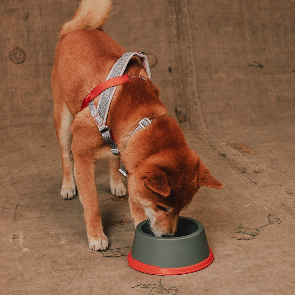 Reebok x Zee.Dog Bowl Suede - Comederos para Perros