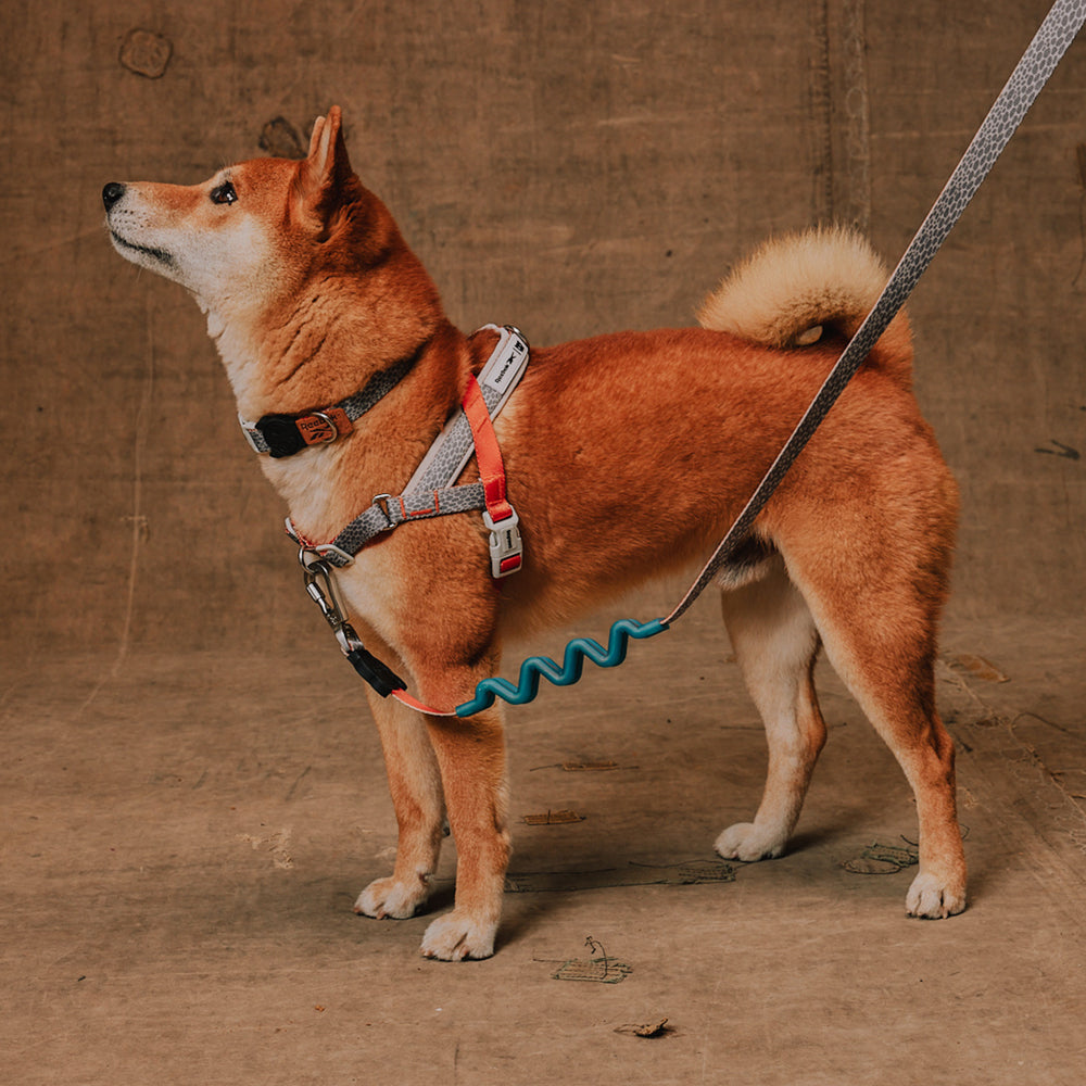 Reebok x Zee.Dog Softer Walk Harness Suede - Arnés para Perro