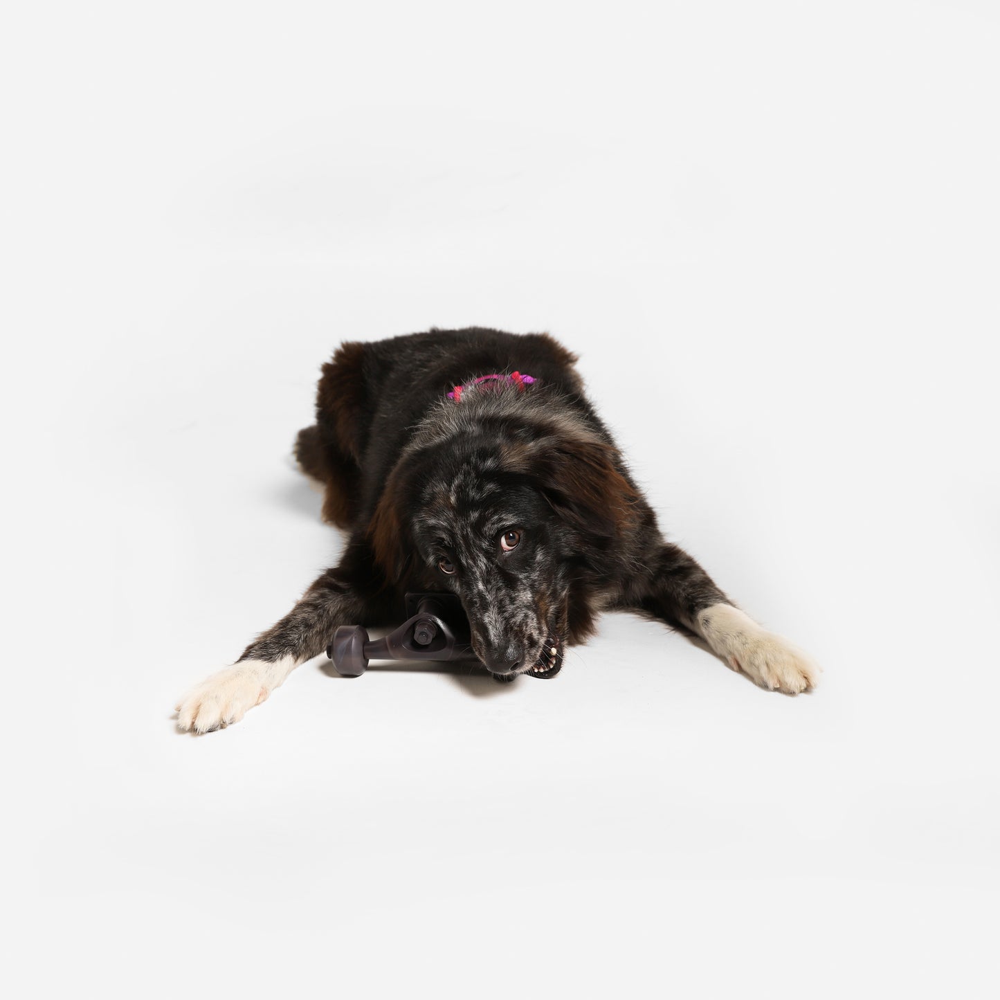 Zee.Dog Skate Truck - Juguetes para Perros