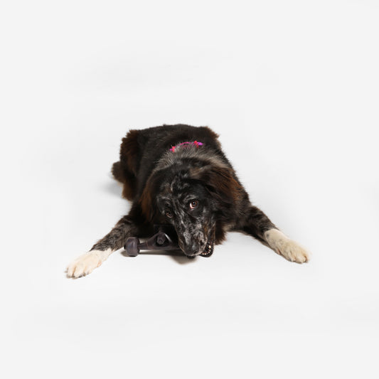 Zee.Dog Skate Truck - Juguetes para Perros