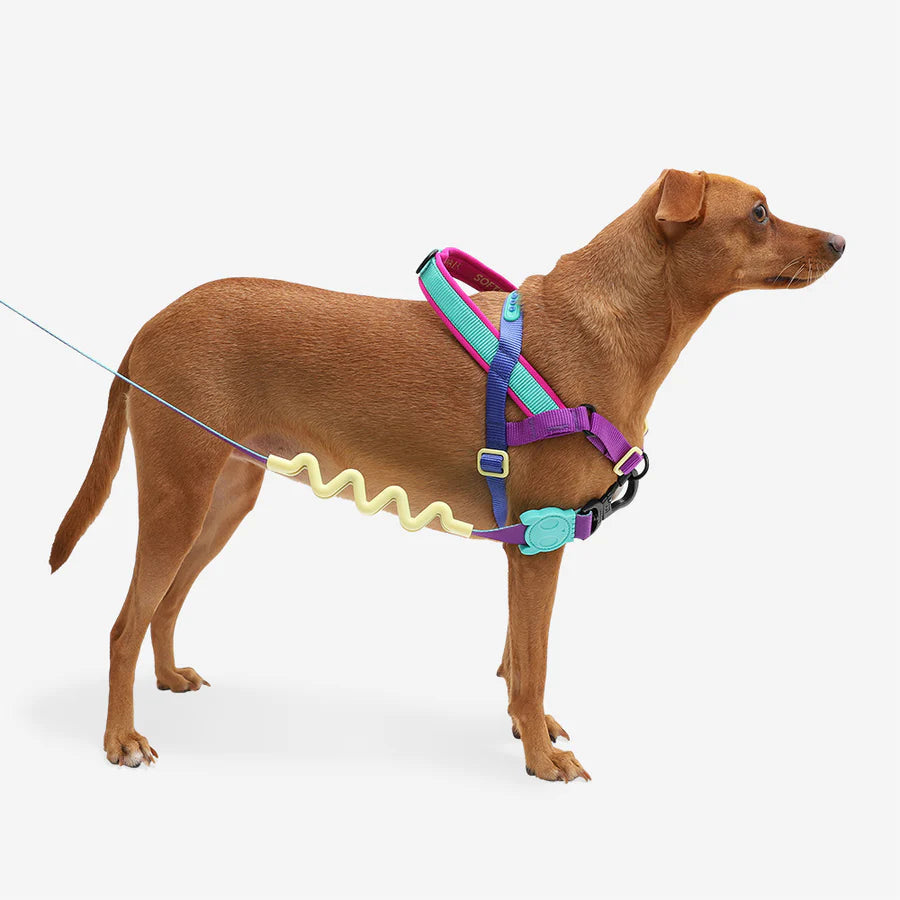 Zee.Dog Softer Walk Harness Shockwave - Arnés para Perros