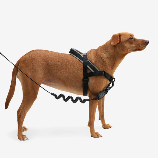 Zee.Dog Softer Walk Harness Gotham - Arnés para Perros