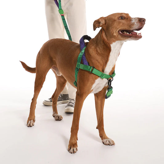 Zee.Dog Softer Walk Harness Hulk - Arnés para Perros