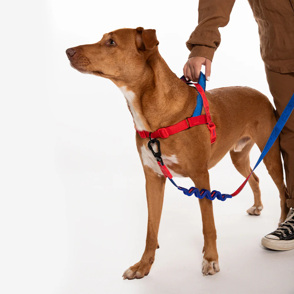 Zee.Dog Softer Walk Harness Spiderman - Arnés para Perros