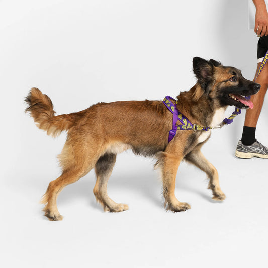 Zee.Dog Softer Walk Harness Zmiley - Arnés para Perros