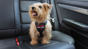 Arnés Clix CarSafe (Seguridad en el Vehículo) - Arnés para Perro a domicilio en Bogotá