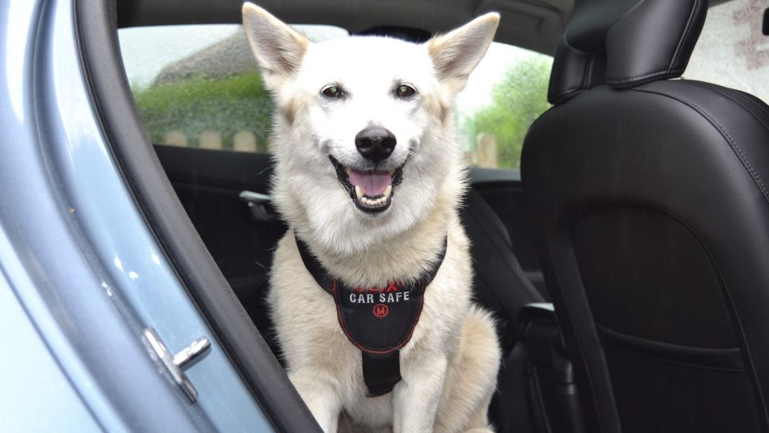 Arnés Clix CarSafe (Seguridad en el Vehículo) - Arnés para Perro a domicilio en Bogotá