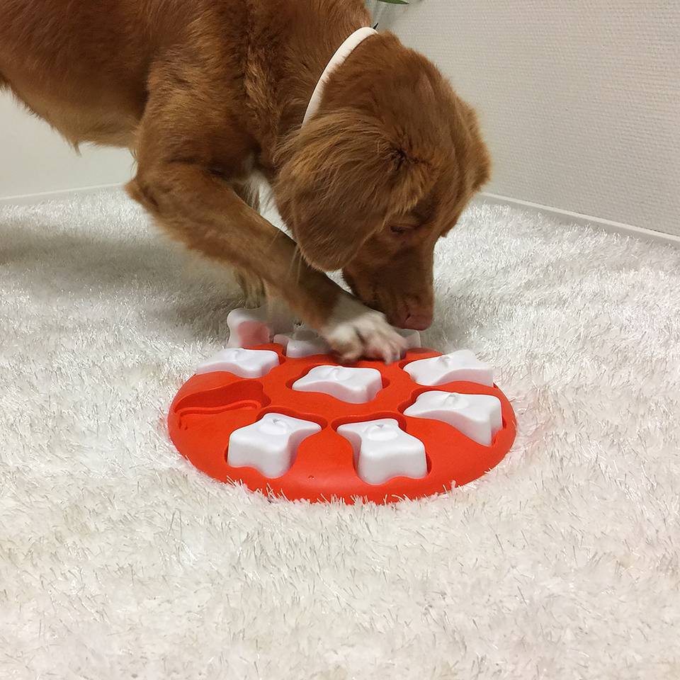 Dog Smart Nivel 1 - Juegos de Inteligencia