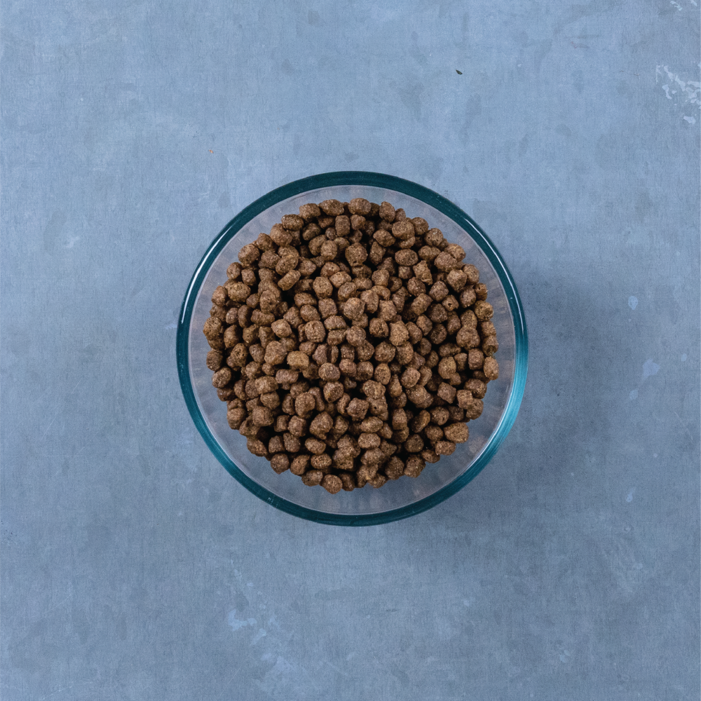 Evolve Gato Grain Free Pollo - Alimento Holistico para Gatos