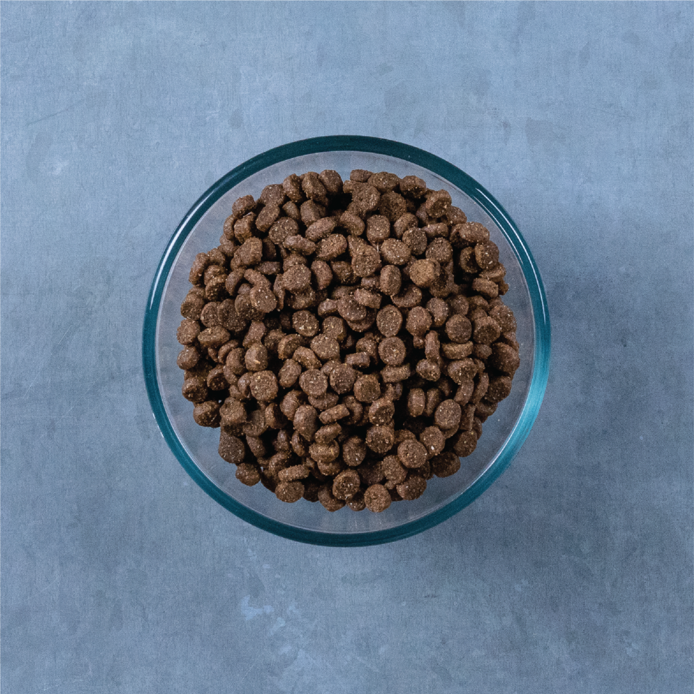 Evolve Grain Free Kitten - Alimento Holistico para Gatos