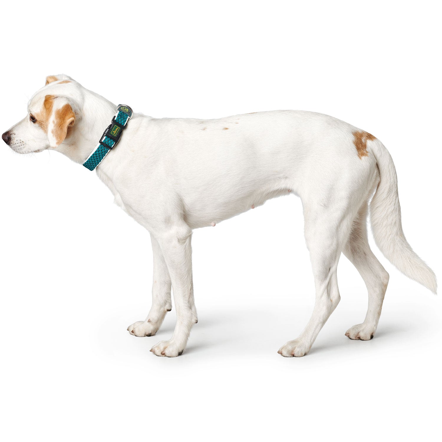 Hunter Collar Hilo Vario Basic Turquoise - Collares para Perros